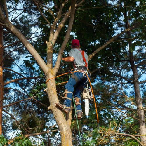 Tree Trimming