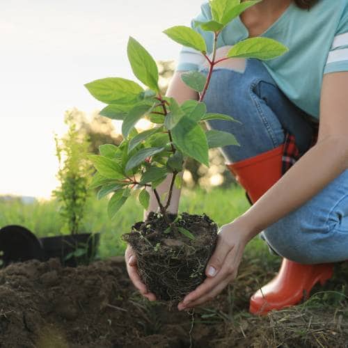 Tree Planting