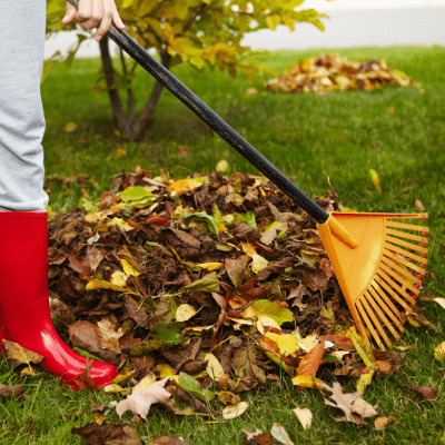Spring Clean Up