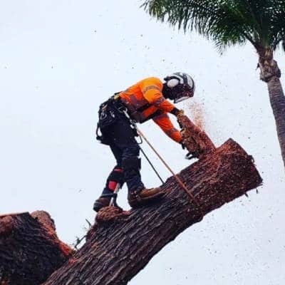 TREE REMOVAL