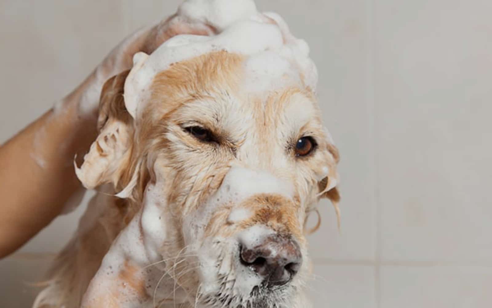 Full Service Pet Grooming