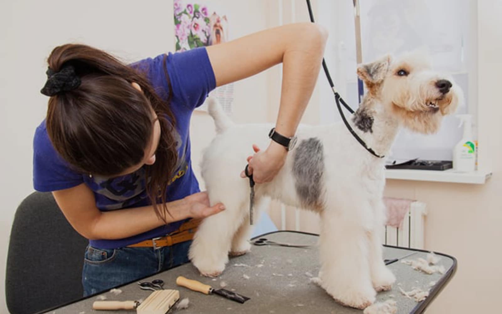 Dog Grooming
