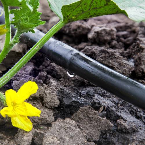 Drip System Installation