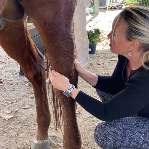 Horse Massage
