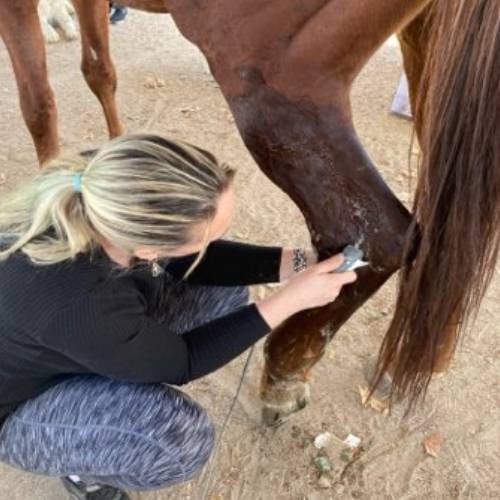 Horse Ultrasound