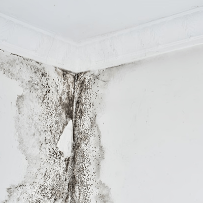 MOLD REMOVAL