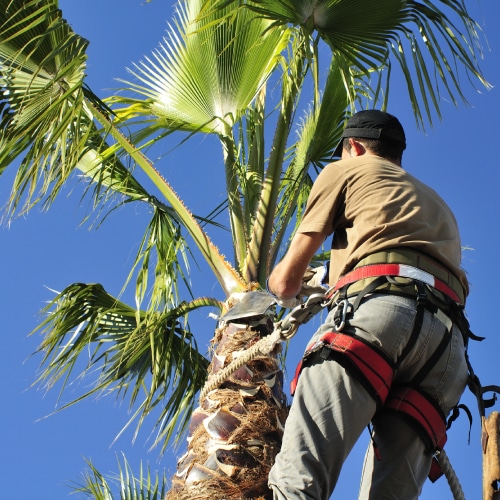 Palm Tree Skinning