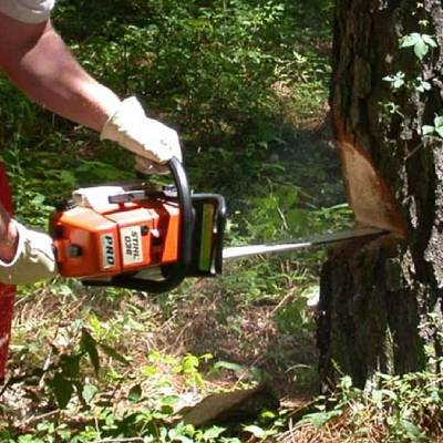 TREE REMOVAL