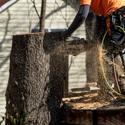 EMERGENCY TREE SERVICES