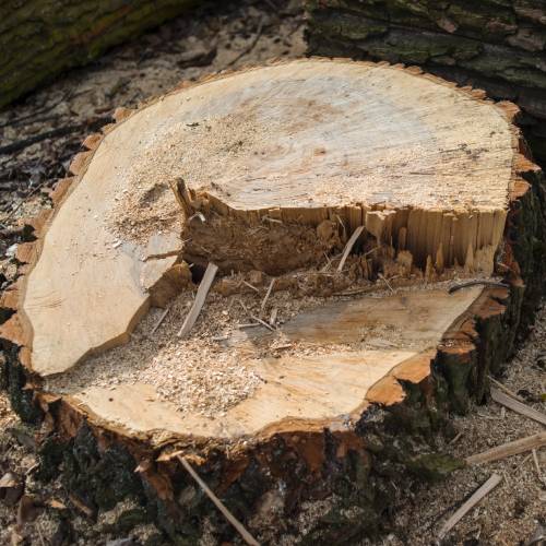 Stump Removal