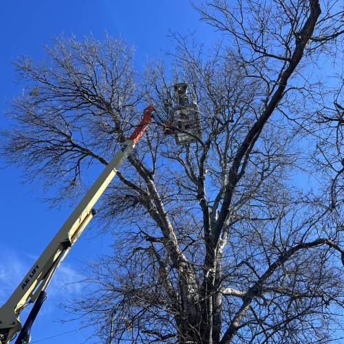 Tree Trimming