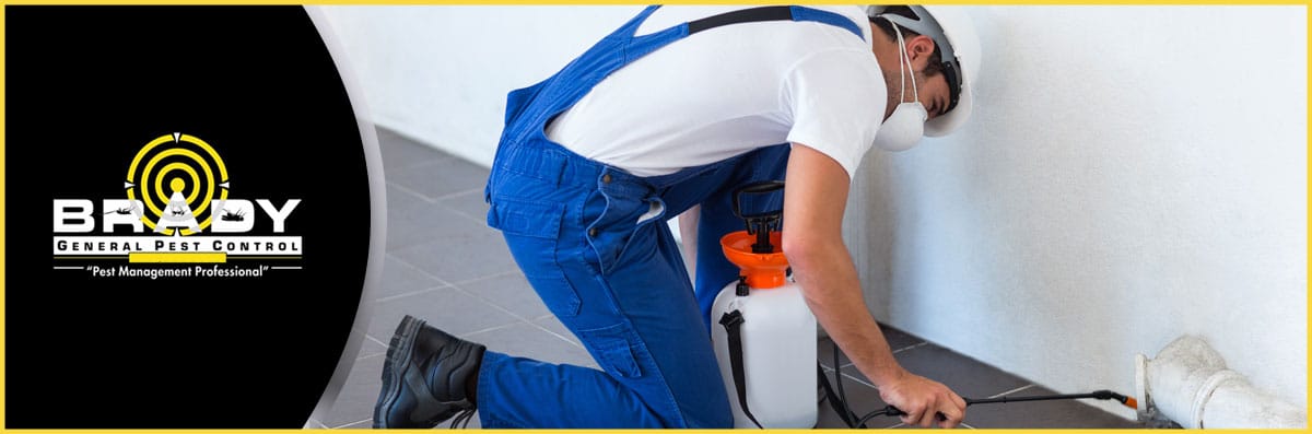 Pest & Termite Treatment