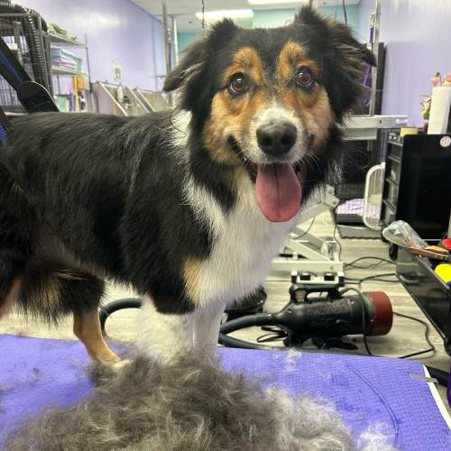 Deshedding
