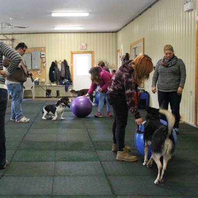 GROUP DOG TRAINING