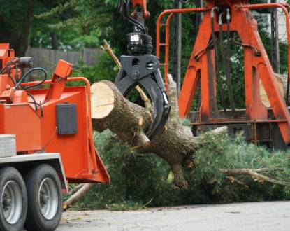HAZARDOUS TREE REMOVAL