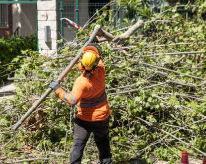 EMERGENCY TREE REMOVAL