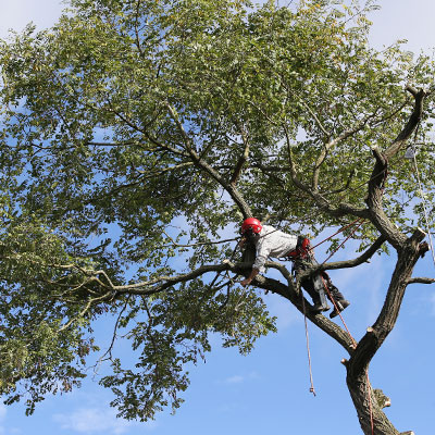 Tree Trimmings