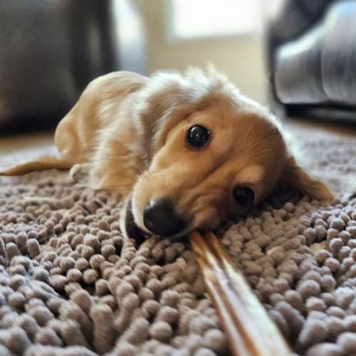 Dog Boarding and Training