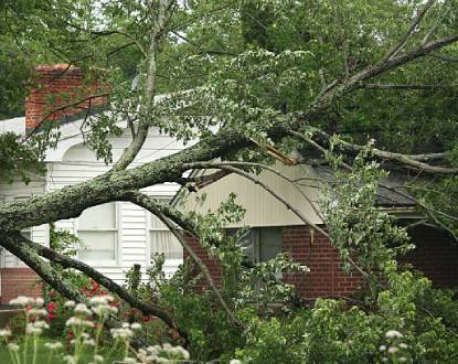 TREE REMOVAL SERVICES