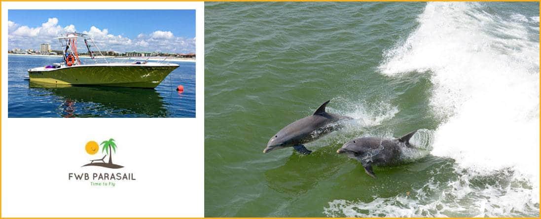 Early Morning Dipping with the Dolphins