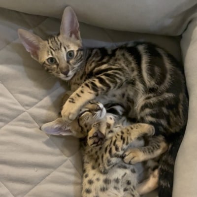 SAVANNAH CAT BREEDING