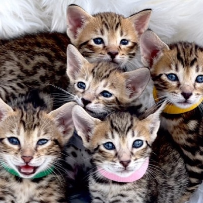 KITTENS ADOPTION