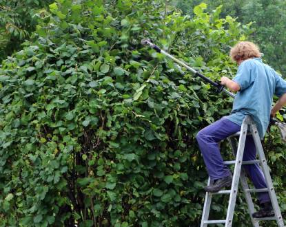 HEDGE TRIMMING