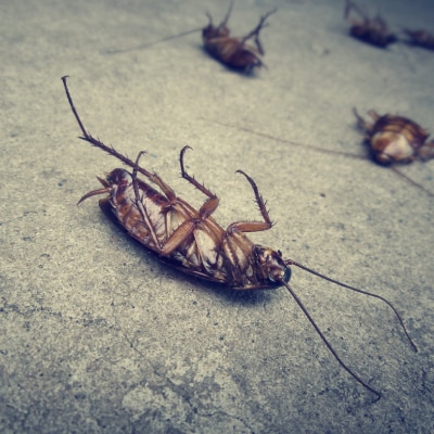 ROACH CONTROL PRODUCTS