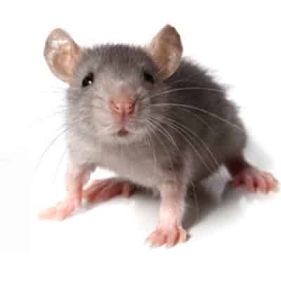 MOUSE CONTROL PRODUCTS