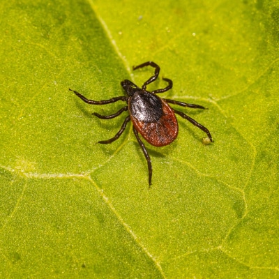 TICK CONTROL PRODUCTS