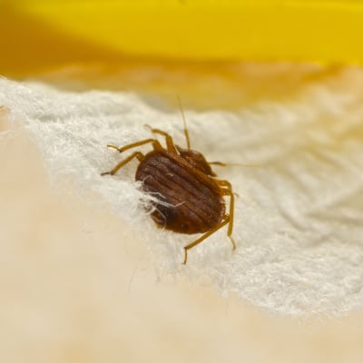 BED BUG CONTROL PRODUCTS