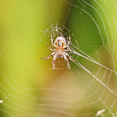 SPIDER CONTROL PRODUCTS