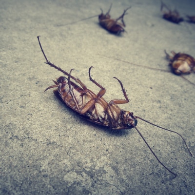 ROACH CONTROL PRODUCTS