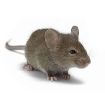 MOUSE CONTROL PRODUCTS
