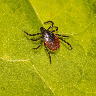 TICK CONTROL PRODUCTS