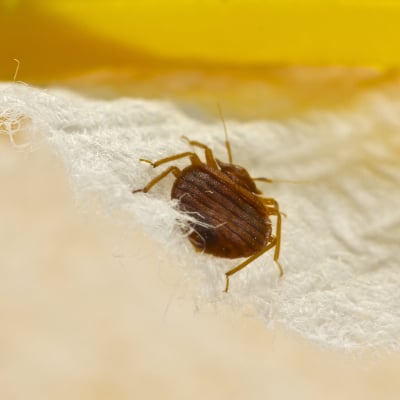 BED BUG CONTROL PRODUCTS