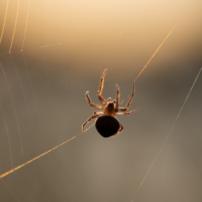 SPIDER CONTROL PRODUCTS