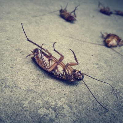 ROACH CONTROL PRODUCTS