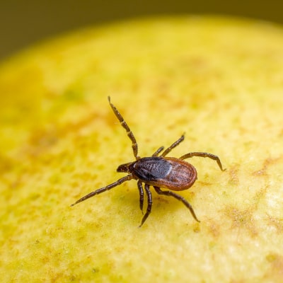 TICK CONTROL PRODUCTS