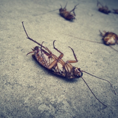 ROACH CONTROL PRODUCTS