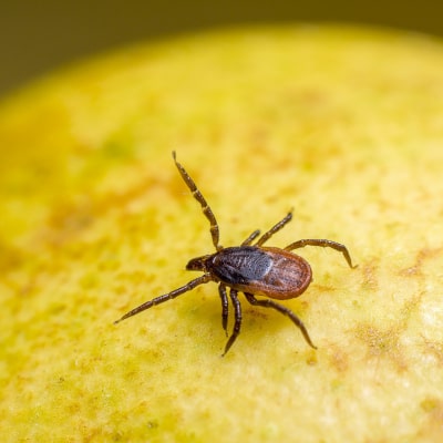 TICK CONTROL PRODUCTS
