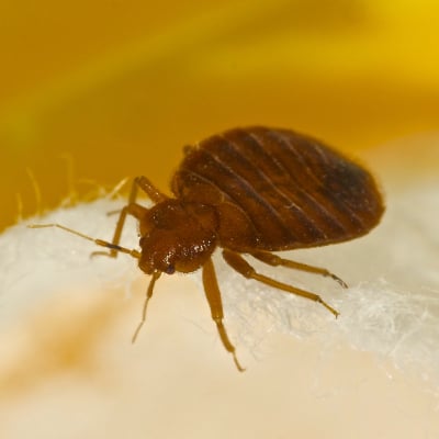 BED BUG CONTROL PRODUCTS