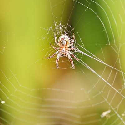 SPIDER CONTROL PRODUCTS