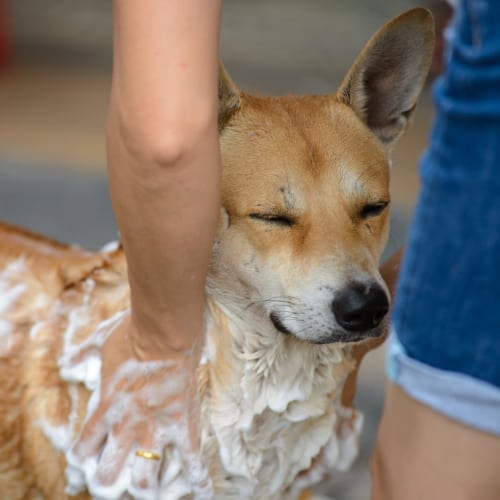 Dog and Pet Grooming