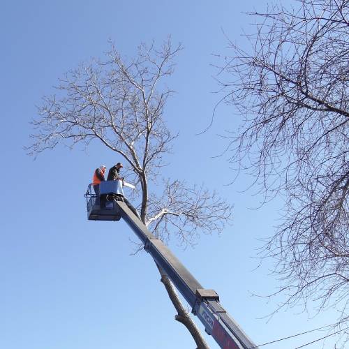 Tree Trimming
