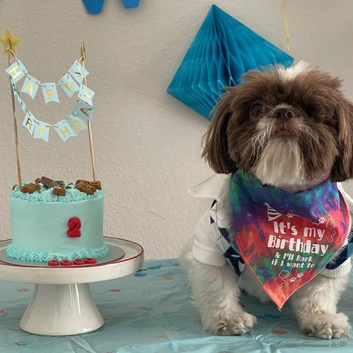 Dog Cakes