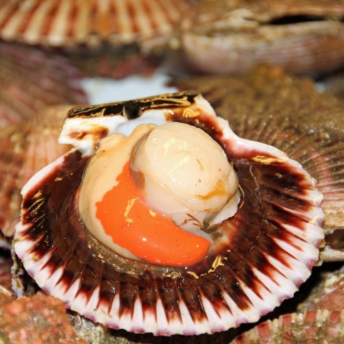 Scalloping Tours