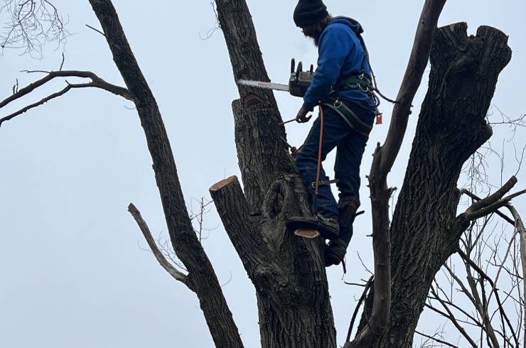 Mr Nice Guy Tree Service