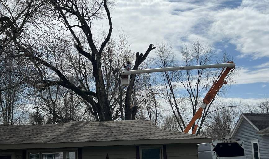 Mr Nice Guy Tree Service