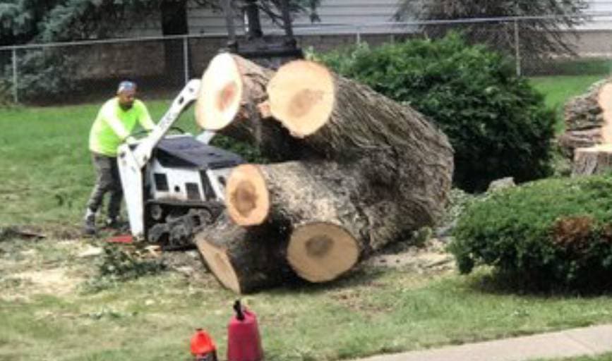 Mr Nice Guy Tree Service